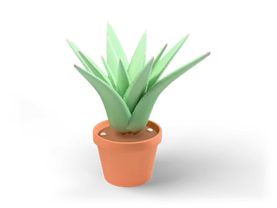 Aloe vera with thick sage green toothed leaves in a terracotta pot with soil and two pebbles