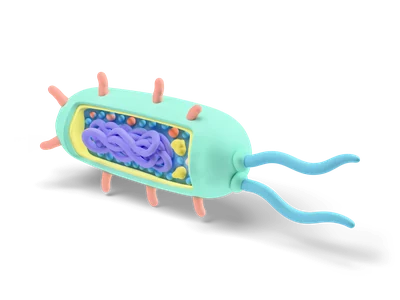 Mint rod-shaped bacterium with cutaway showing purple DNA coil, coral pili and two blue flagella