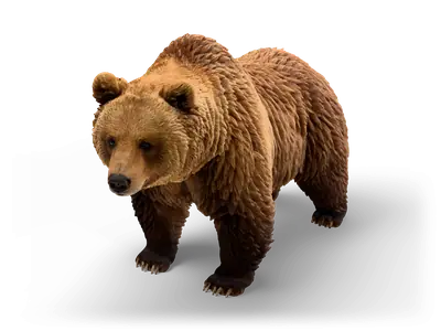 Realistischer Braunbär mit zottigem goldbraunem und dunklem Fell, auf allen vieren auf den Betrachter zulaufend