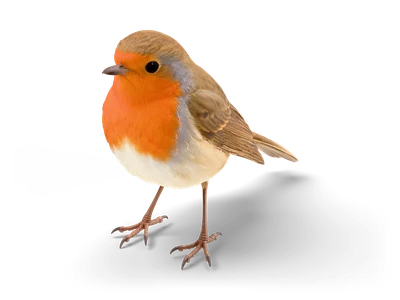 European robin with orange-red face and breast, olive-brown back and wings, standing on thin pink legs