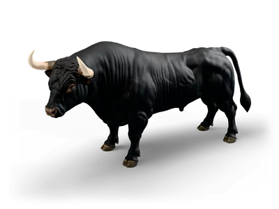 Muscular black bull with curved ivory horns and dark hooves standing on four legs, head turned forward