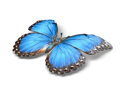 Blauer Morphofalter mit ausgebreiteten elektrisch blauen Flügeln, schwarzen Rändern mit weißen Punkten und Fühlern