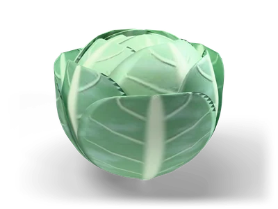 Stylized round blue green cabbage with broad wrapper leaves and thick pale midribs