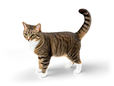 Realistische graubraun getigerte Katze mit weißer Brust und Pfoten und grünen Augen, mit erhobenem Schwanz laufend