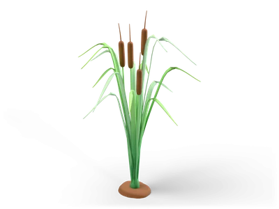 Clump of long green cattail leaves with four brown velvety seed heads on slender stems