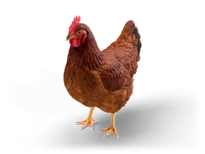 Realistisches braunes Huhn mit kastanienbraunem Gefieder, rotem Kamm und Kehllappen und gelben Füßen, aufrecht stehend