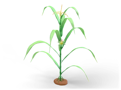 Tall green corn plant with broad arching leaves, an opened ear with yellow kernels and a tassel on top