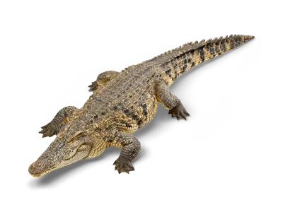 Realistisches, flach liegendes Krokodil mit langer Schnauze, oliv-sandfarbenen Schuppen und gebändertem Schwanz