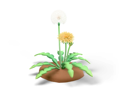 Dandelion plant with toothed green leaves, a yellow flower, a white fluffy seed head and a bud on a small soil patch