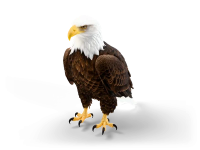 Realistic bald eagle standing with folded wings, white head, yellow beak and feet and dark brown plumage