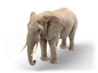 Realistischer Afrikanischer Elefant mit faltiger grauer Haut, großen Ohren und langen Stoßzähnen