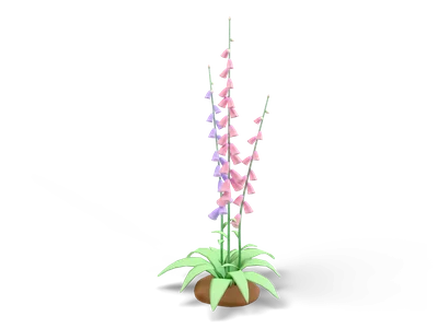 Foxglove with tall spikes of pink and lilac bell flowers above a rosette of soft green leaves on a soil patch