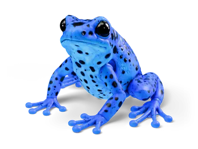 Leuchtend blauer Pfeilgiftfrosch mit schwarzen Punkten, glänzender Haut, großen Augen und Haftscheiben, sitzend