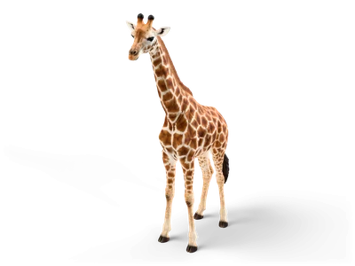 Realistische Giraffe mit orangebraunem Netzmuster, langem aufrechtem Hals und Knochenzapfen, frontal stehend