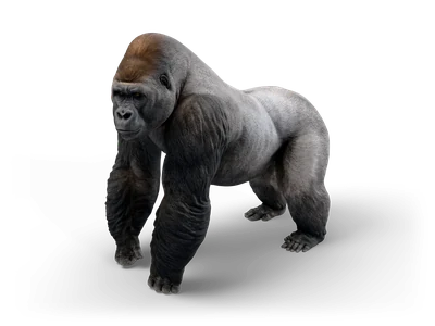 Silverback gorilla walking on its knuckles toward the viewer, dark shaggy arms, grey back and reddish crown