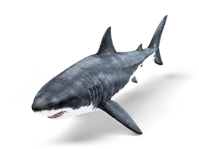 Great white shark with grey back, white belly, open toothy mouth and tall dorsal fin, swimming forward