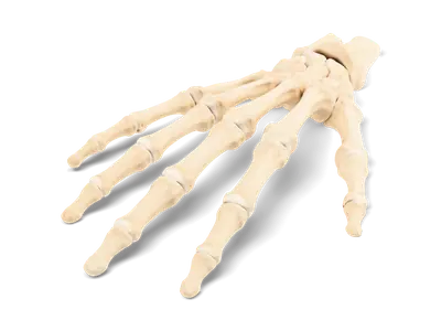 Realistic human hand skeleton lying flat, showing wrist bones, metacarpals and finger bones