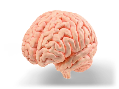 Realistic pink human brain with folded hemispheres, cerebellum and brainstem, seen from the front