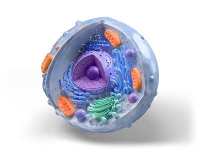 Spherical human cell with cutaway showing violet nucleus, orange mitochondria and green Golgi apparatus