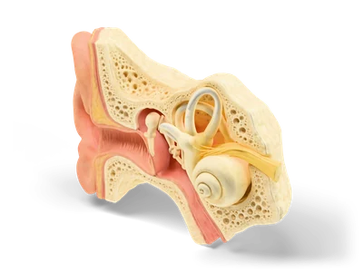 Cross-section of the human ear showing auricle, ear canal, eardrum, ossicles, cochlea and nerve