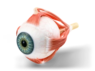 Realistic human eyeball with blue-green iris, extraocular muscles and optic nerve at the back