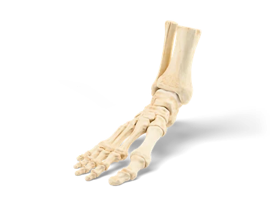 Realistic human foot skeleton with ankle, heel bone, metatarsals and toe bones plus tibia and fibula ends