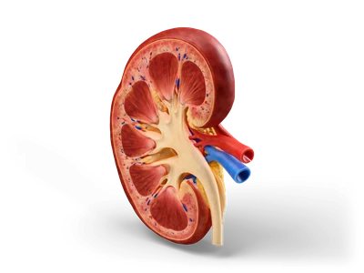 Halved human kidney showing cortex, renal pyramids, pelvis, ureter and red and blue renal vessels