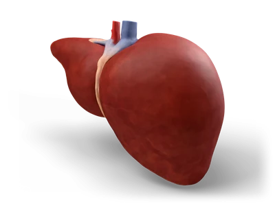 Reddish-brown human liver with right and left lobes, falciform ligament, vena cava and gallbladder