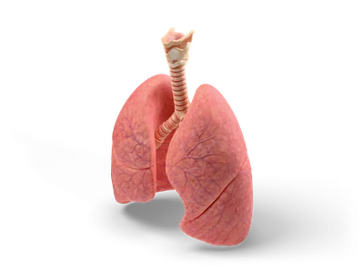 Pink human lungs with visible lobes and vessels, connected to a ringed trachea and larynx