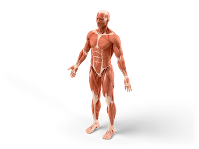 Full-body male figure showing red superficial muscles and pale tendons, standing with arms slightly apart