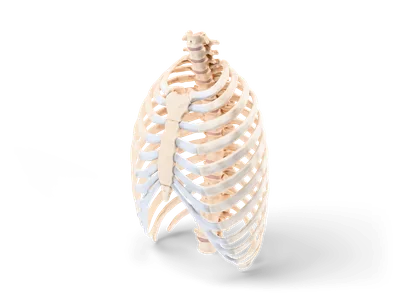 Realistic human rib cage with sternum, costal cartilage, curved ribs and thoracic spine at the back