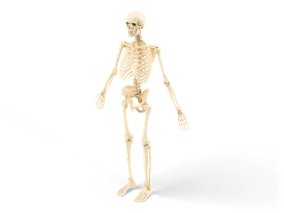 Realistic ivory-colored human skeleton standing in an A-pose with arms slightly spread