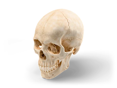 Realistic aged ivory human skull with closed lower jaw, full teeth and visible cranial sutures