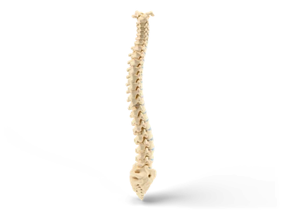 Realistic human spine with vertebrae, blue-grey discs, sacrum and coccyx in its natural S-curve