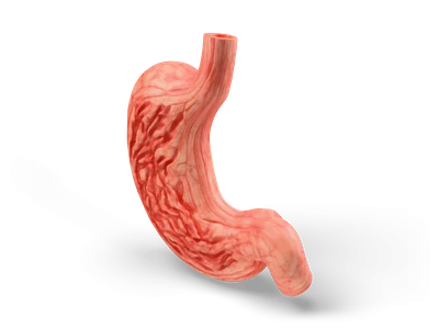 J-shaped human stomach with oesophagus and duodenum, partly cut open to show folded inner lining