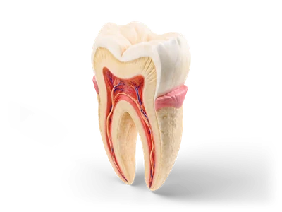 Cutaway human molar showing enamel, dentin, pink pulp with nerves and vessels, roots and gum ring