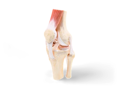Realistic knee joint with femur, tibia, fibula, kneecap, menisci, ligaments and quadriceps tendon