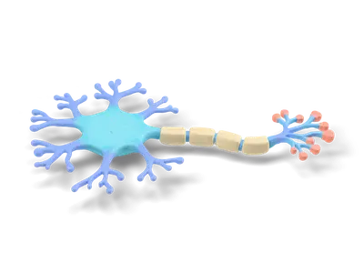 Stylized neuron with teal cell body, blue dendrites, beige myelin-sheathed axon and coral terminals