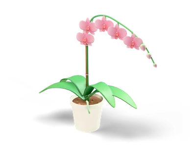 Pastel pink moth orchid with an arching flower spike and green leaves in a cream pot with a wooden stake