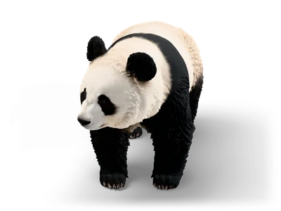 Großer Panda läuft auf allen vieren auf den Betrachter zu, mit dichtem schwarz-weißem Fell und dunklen Augenflecken