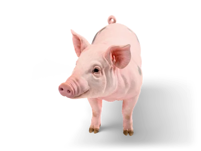 Young pink domestic pig standing and facing forward with large upright ears and faint grey patches