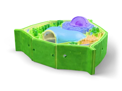 Open stylized plant cell with green cell wall, blue vacuole, violet nucleus and green chloroplasts