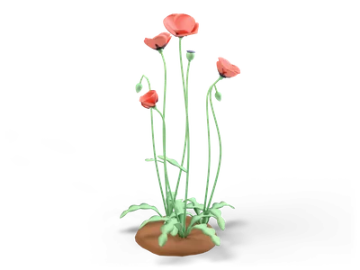 Group of coral red poppies with dark centers, hanging buds and grey green leaves on a small brown soil patch