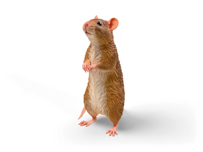 Braune Ratte, aufrecht auf den Hinterbeinen, nach oben schnuppernd, mit hellem Bauch und langem rosa Schwanz