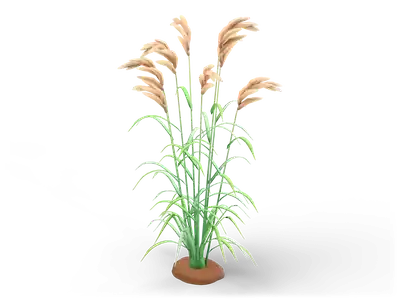 Clump of tall green reed culms with arching leaves and nodding beige feathery plumes