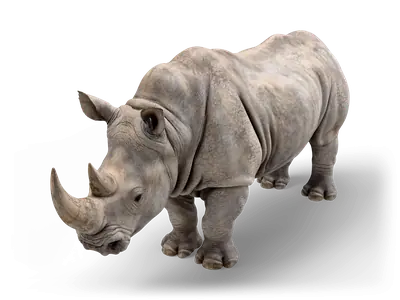 Graues Breitmaulnashorn, frontal, mit gesenktem Kopf, großem Vorderhorn und tiefen Hautfalten