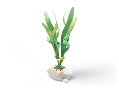 Upright wavy green kelp blades with round float bladders growing from a grey rock with a small peach starfish