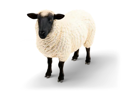 Black-faced sheep standing with thick curly cream wool, drooping dark ears and slender black legs