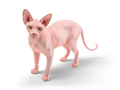 Realistische zartrosa Sphynx-Nacktkatze mit großen Ohren und grünen Augen, auf vier Beinen stehend, mit dünnem geringeltem Schwanz