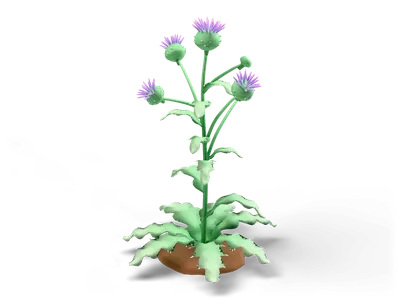 Branching thistle with round green flower heads topped by lilac florets and jagged wavy sage leaves